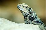 Closeup of a lizard looking at you. Shallow DOF.