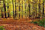 Colorful sunlit fall forest with fallen leaves covering the ground