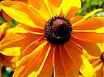 A image of a daisy flower close up.