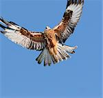 Red Kite eagle about to land.