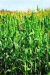 Tall green corn growing in a field close up