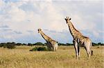 the separate giraffes help to create a sense of the depth of this grassy bushveld landscape