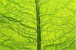 summer green leaf macro close up