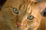 Close-up of an orange tabby cat face