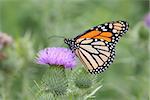 Monarch Butterfly (danaus plexippus) on Thistle flowers