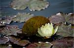 Beautiful light yellow waterlily in pond