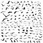 lot of birds flying; silhouette style illustration