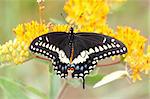 Black Swallowtail Butterfly (Papilio polyxenes) on Milkweed flowers
