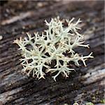 Reindeer moss photographed with strong increase