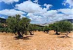 anciant  olive grove in the Galilee, Israel