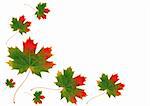 Abstract of red and green maple leaves in Autumn in a random design, set against a white background.
