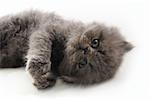 Portrait of young little persian cat pet - isolated