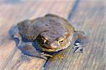 brown funny toad in water