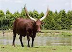 Close-up view of a watussi bull walking in the zoo