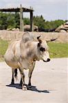 Close-up view of a zebu in the zoo