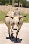 Close-up view of a zebu in the zoo