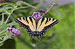 Eastern Tiger Swallowtail Butterfly (Papilio glaucas) on a Butterfly Bush flower
