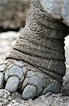 Extreme closeup of the foot of a Galapagos Tortoise - Santa Cruz, Ecuador