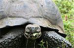 Close up Giant Galapagos Tortoise on Santa Cruz Island