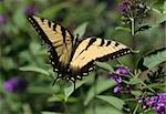 Eastern Tiger Swallowtail Butterfly (Papilio glaucas) on purple flowers