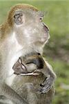 Baby macaque monkey with mother breastfeeding