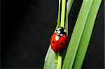 ladybug on grass black background