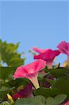 Purple petunia in an outdoor garden