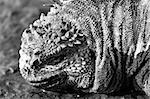 Black & White Marine Iguana closeup headshot