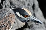 A Yellow Crowned Night Heron in the Galapagos Islands, Ecuador