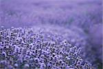 macro of aromatic lavender blossom. purple herbal