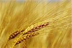 Yellow grain ready for harvest growing in a farm field