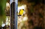 A yellow male gold finch at a bird feader