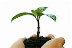 plant in the hand on  white background