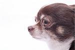 head of my sweet chihuahua on the white background