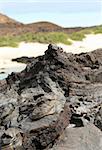 A volcanic lava formation on the shores of the Galapagos Islands