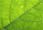 fresh natural green leaf texture (abstract background)