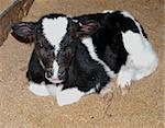 Day old Friesian calf on a bed of sawdust