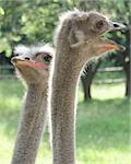 Portrait of an ostriches with a humorous expression