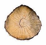 Cross section of a tree with annual rings on a white background