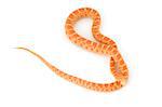 Albino Gopher Snake (Pituophis catenifer)
