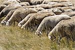 Moutons sur le terrain