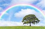 Oak tree in summer in a field, with a rainbow, blue sky and clouds to the rear.