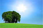 green grassfield with a bunch of trees and bright sunlight above