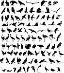 A hundred silhouettes of different birds