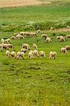 Hungry sheep group on the meadow