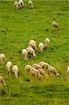 Sheared sheep herd