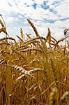 Golden wheat spikes over blue sky