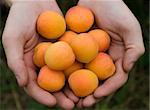 Male hands holding or giving ripe orange apricots