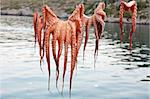 Octopuses drying on a string so as to get ready to be cooked (Greece)