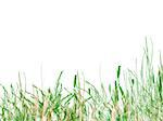 Green Grass and Reeds on White Background Texture Design As Footer